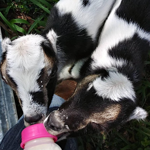 Bottle Baby Basics  for Goats | 3363 Pricedale Rd SE