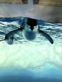 名古屋の観光名所　　名古屋港水族館