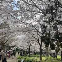 【東京】東京のど真ん中にある自然豊かな公園