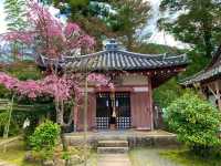 京都　SAKURA 桜めぐり❗️毘沙門堂の枝垂桜に感動❗️
