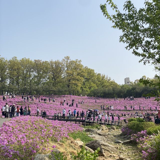 중계동 ✨불암산✨ 나비정원 꽃놀이 🌸