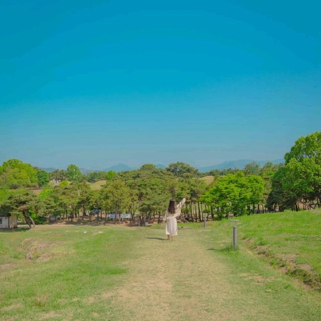 [푸릇푸릇 초롯빛으로 뒤덮힌 대구, 불로동고분군🌿]