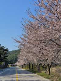 화진포 둘레길 🌸 벚꽃으로 가득한 길