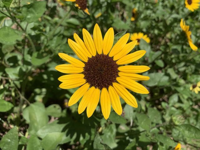 本地遊 ｜ 荔枝角公園 ｜賞花 ｜ 小百日草