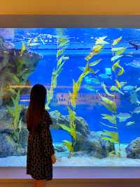 아쿠아리움이 보이는 고급 레스토랑 광교 수린 🐬💙