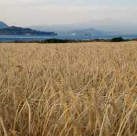 🌾 황금보리도 아름다운 섬, 가파도