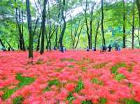 巾着田の曼珠沙華に心奪われる。