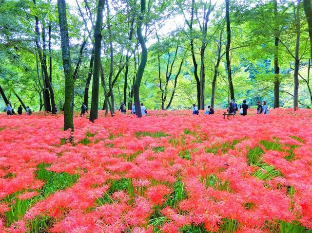 巾着田の曼珠沙華に心奪われる。
