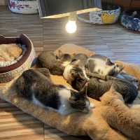 Cat cafe ทริปนี้เอามาฝากทาสแมวคนรักแมว