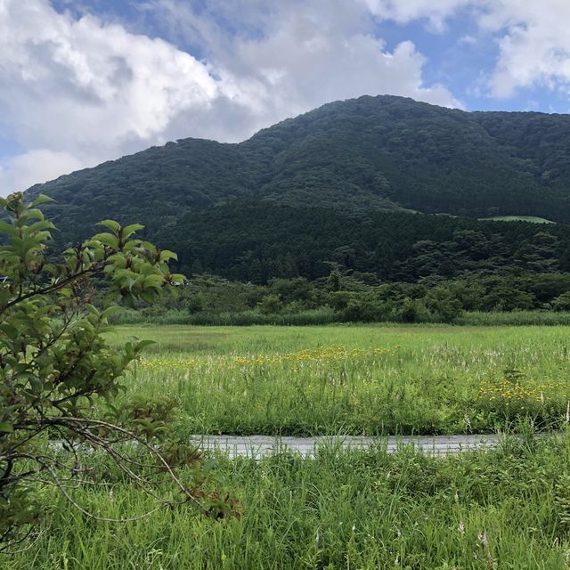 箱根湿性花園