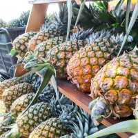 Saudagar Nanas Agrofarm, lokasi menarik!