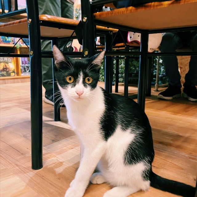 台中貓咪貓咪G10 桌遊披薩主題餐廳（台中博館店）