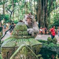 Monkey Forest, Bali