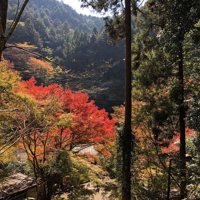 高尾山賞紅葉🍁之旅