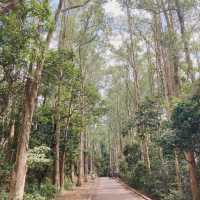 行山路線推介 城門水塘