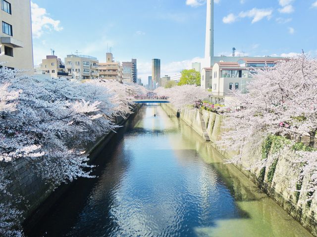 目黑川櫻花 - 沿途與你有過一幀風景