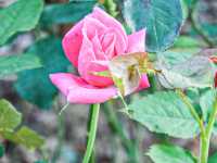 花花世界 玫瑰園