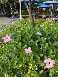 🌸荃灣公園賞花輕鬆遊🤗🌴🌳