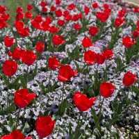 【花博記念公園 鶴見緑地】風車の丘🌷