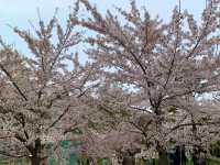札幌　SAKURA 桜めぐり❗️円山公園の桜に感動❗️