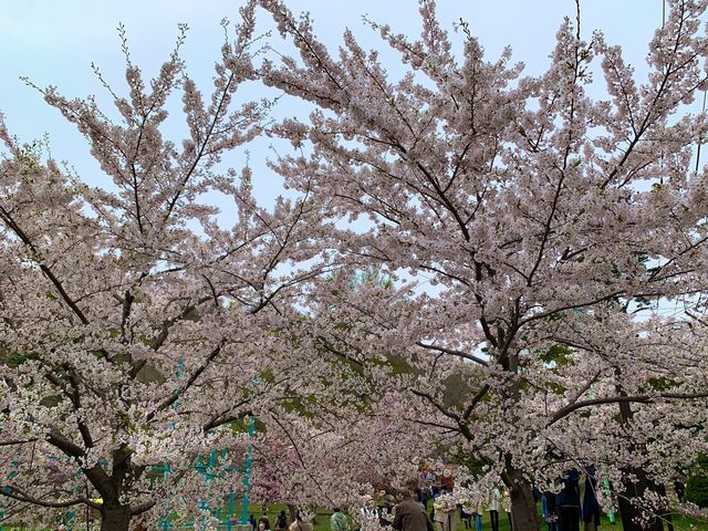 札幌　SAKURA 桜めぐり❗️円山公園の桜に感動❗️