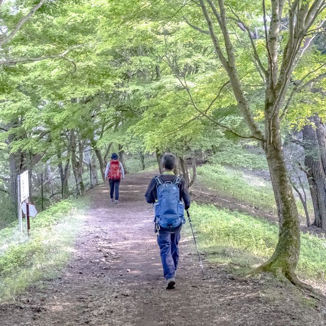 鮮やかな緑のトンネルの大倉尾根