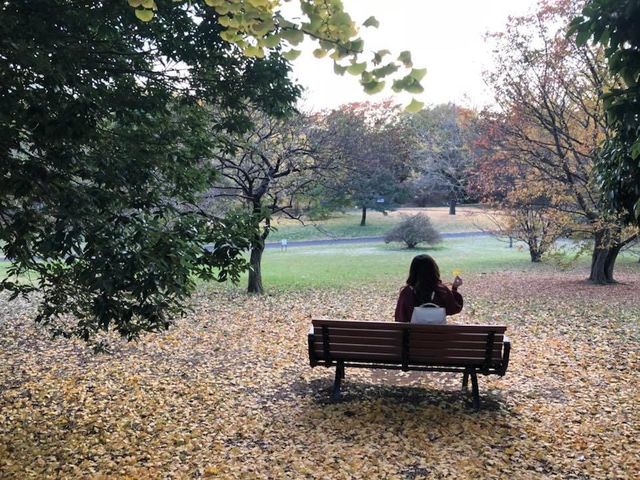 國營昭和紀念公園銀杏大道🌟🌟