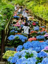 「長谷寺」の「紫陽花回廊」in 奈良