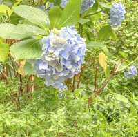 オランダ坂通りの紫陽花