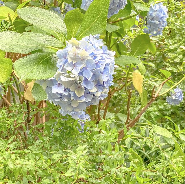 オランダ坂通りの紫陽花