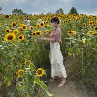 【🌻】ハーベストの丘