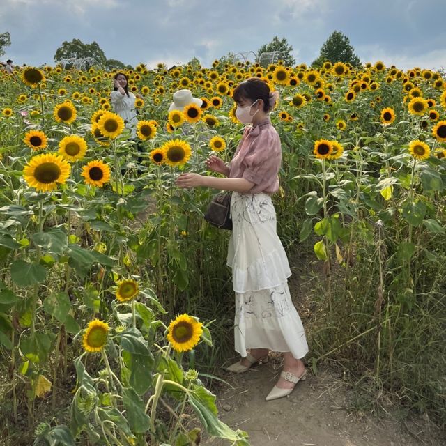 【🌻】ハーベストの丘