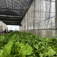 The Joys Of Agricultural Farming 