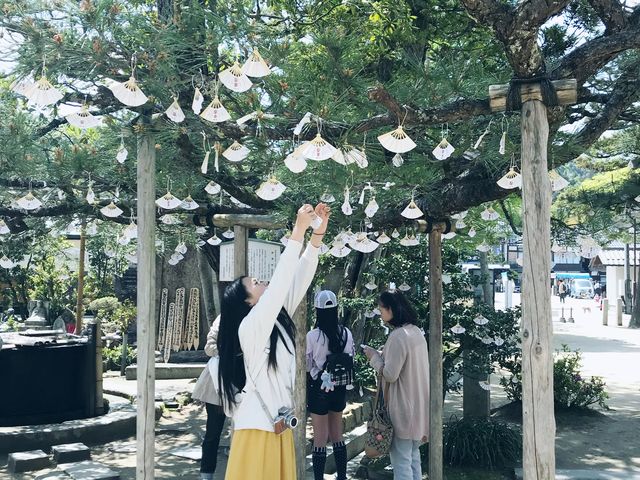 【京都府】日本三景　天橋立観光⛴✨