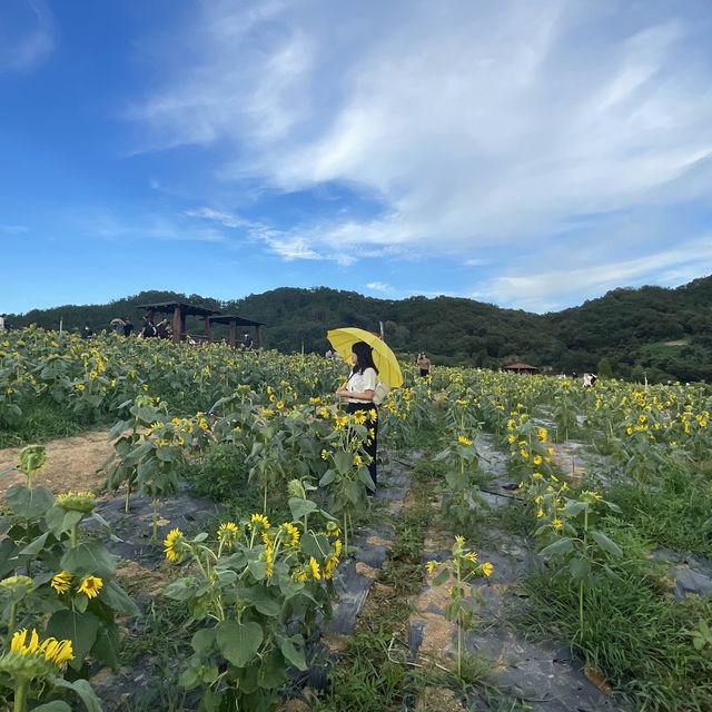 해바라기가 너무 이뻐용:)