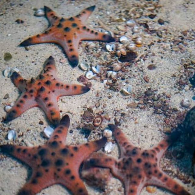 “ Phuket Aquarium ⛱️ แหลมพันวา ภูเก็ต 🐠 🐡🐙🐟