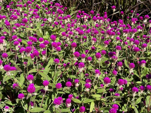 本地遊 | 將軍澳賞花路線 | 由文曲里經海濱走到康城