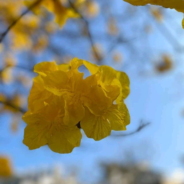 不能錯過的黃金花期😍