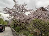 京都　KYOTO SAKURAめぐり❗️祇園白川の桜に感動❗️