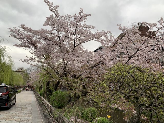 京都　KYOTO SAKURAめぐり❗️祇園白川の桜に感動❗️