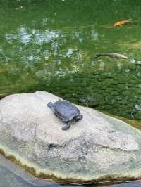 【市區散步好去處】香港公園｜欣賞小龜曬太陽。穿過大瀑布。登上鳥瞰角觀景台｜2小時散步路線