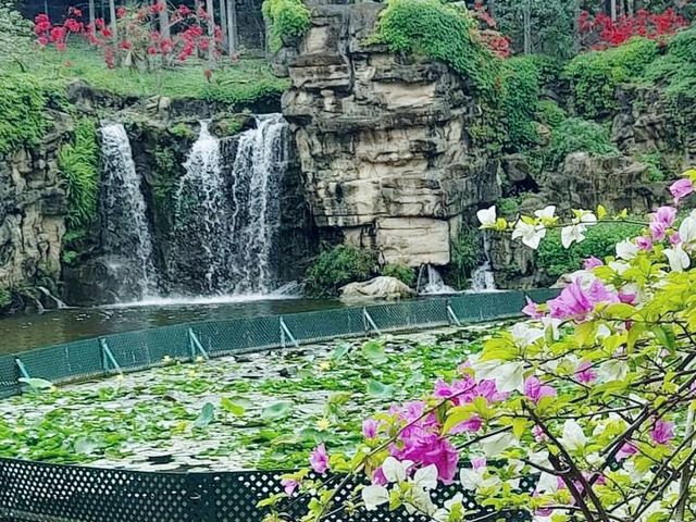 青衣賞花好地方