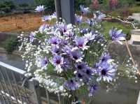 新田信芯園農莊