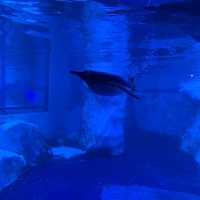 泰國｜曼谷水族館🐬暹羅海洋世界