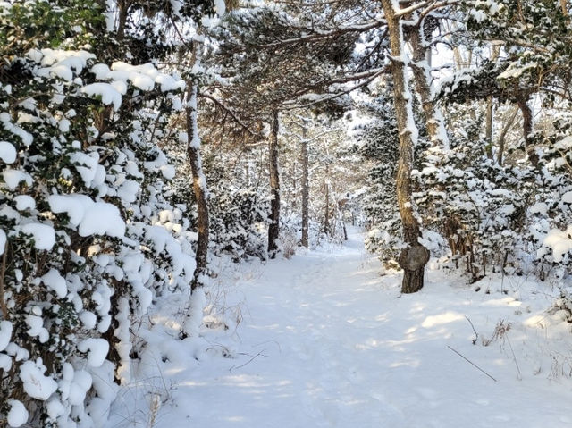 고하도 설산