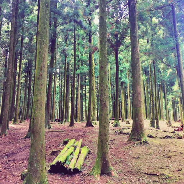 🌳 한라산에서 즐기는 숲캉스, 절물자연휴양림