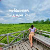 ทุ่งโปรงทอง นี้ที่ระยอง