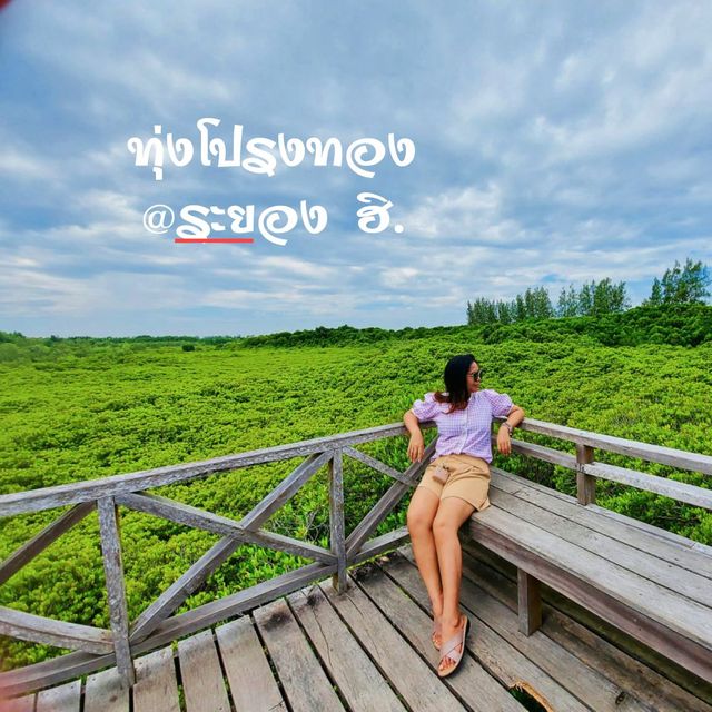 ทุ่งโปรงทอง นี้ที่ระยอง