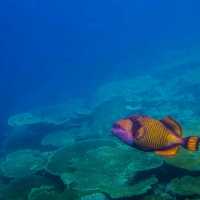 The Amazing Marine Life In Maldives 