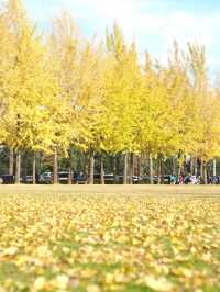 つくば＊科学万博記念公園の銀杏並木